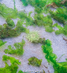 Anemone, Edmonds Pier, Puget Sound Washington by Alison Ranheim 